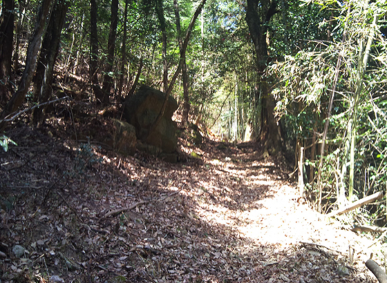 ハイキングコース