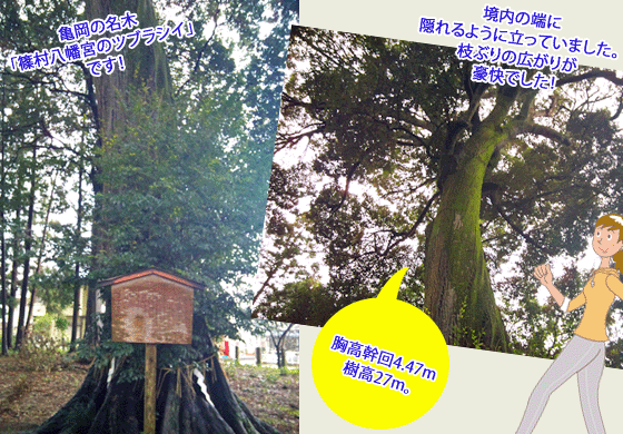 篠村八幡宮のツブラジイ