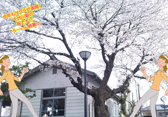 桜,さくら,サクラ