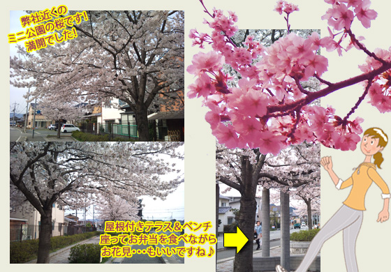 桜,さくら,サクラ