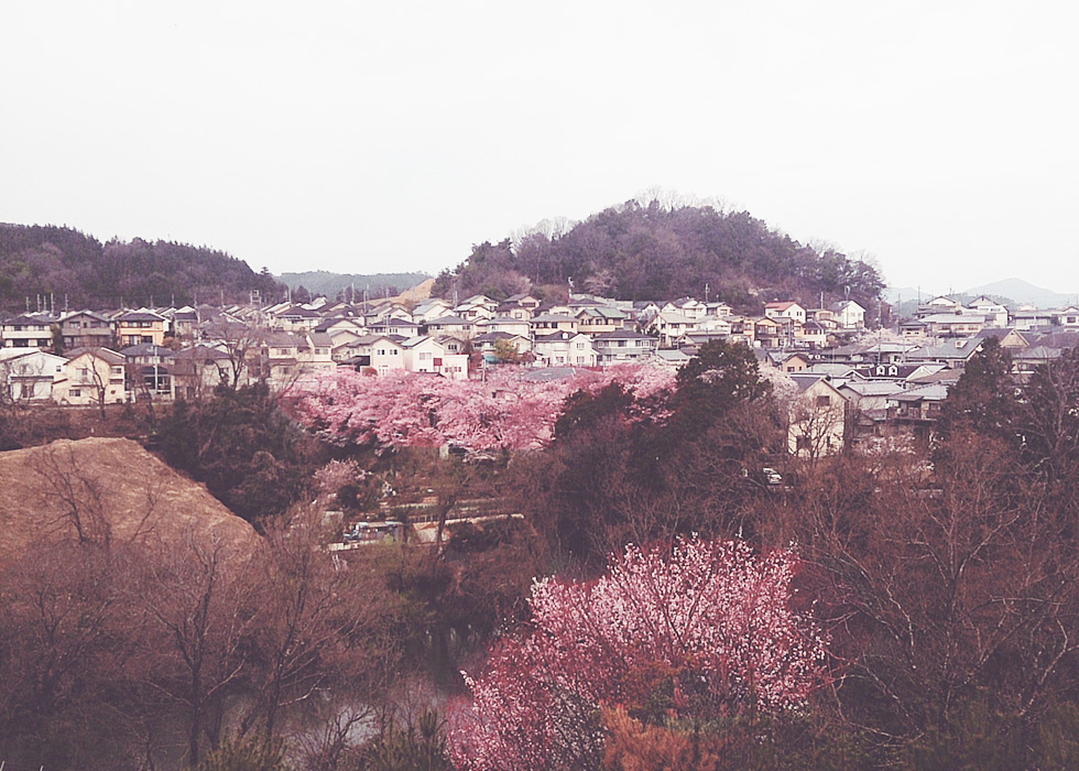 南つつじヶ丘の桜