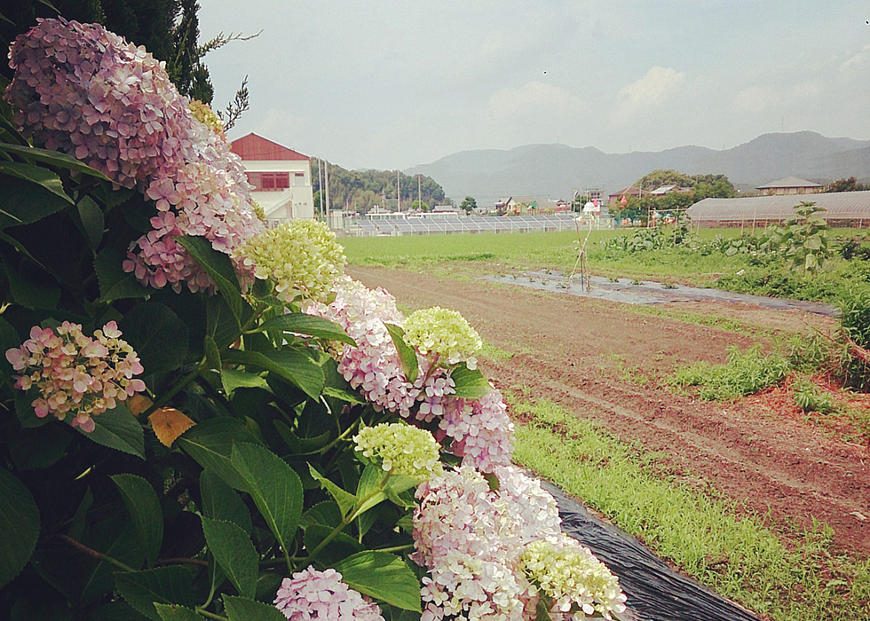 千代川町紫陽花と畑