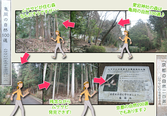 愛宕神社の森