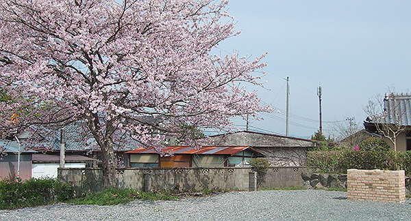 桜とバーベキュー